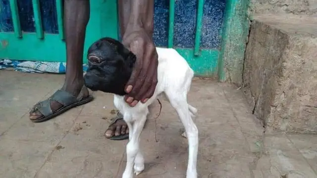 a-sheep-with-one-eye-born-in-ethiopia-konso-zone-v0-0b0o3b4ni1k91.webp