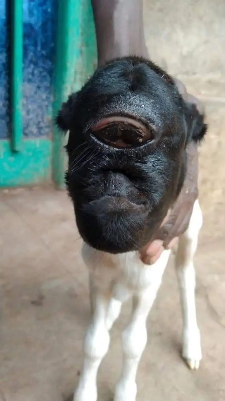 a-sheep-with-one-eye-born-in-ethiopia-konso-zone-v0-60qj5c4ni1k91.webp