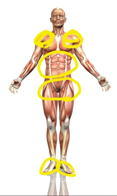 cuerpo-humano-frontal_1048-5345.webp