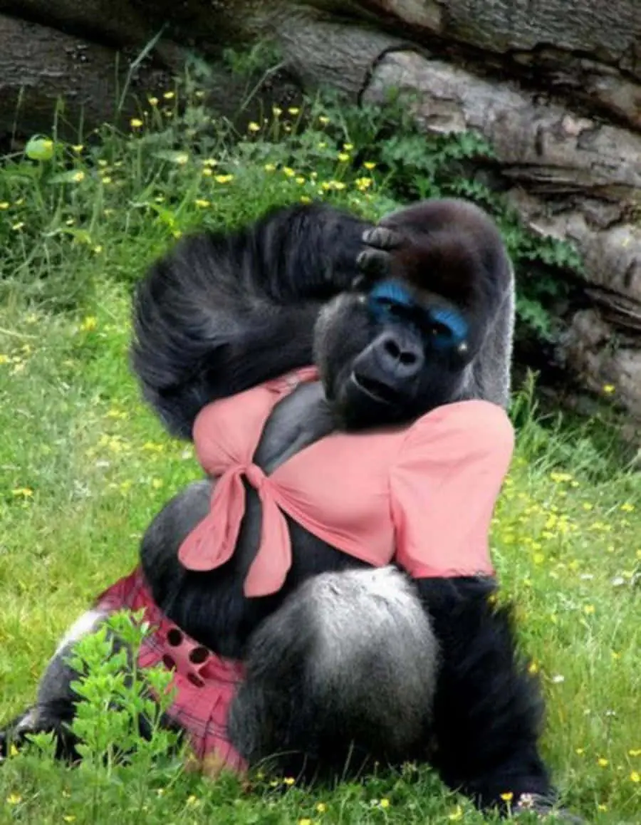 funny-gorilla-pictures-culfn5lbujkwengm.webp