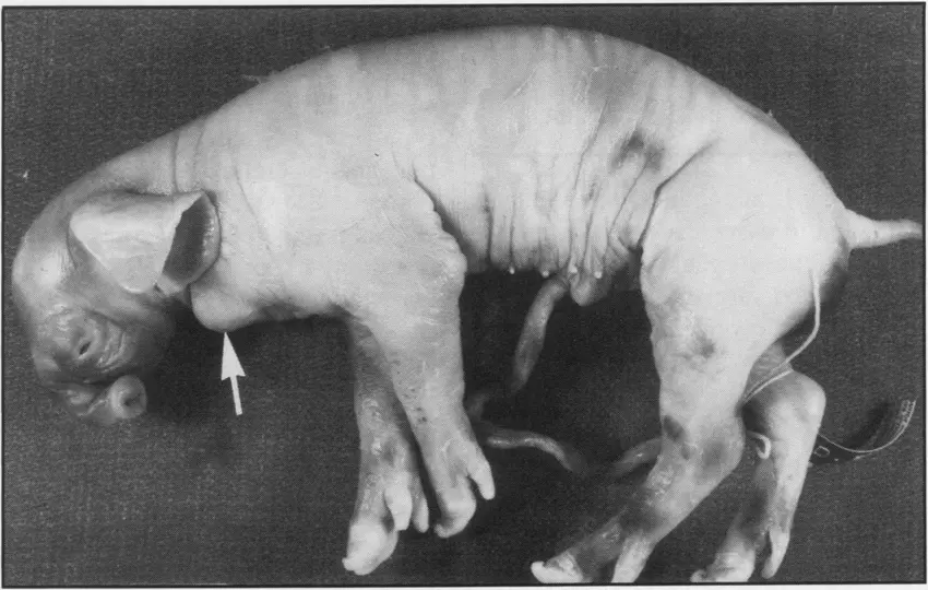 Lateral-view-of-deformed-piglet-with-partially-fused-left-eyelid-proboscis-malposition.webp