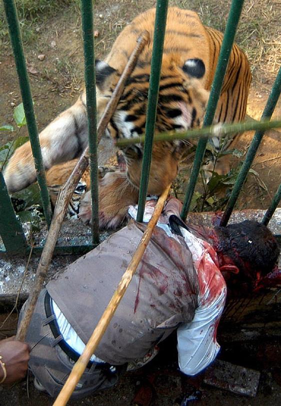 man mauled by tiger 1.jpg