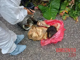 Dismembered-remains-of-young-woman-found-plastic-bag-by-roadside-2.webp