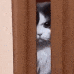 angry-cat.gif