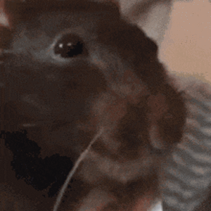 waza-rat.gif