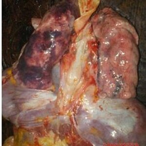 African-woman-dismembered-into-pieces-1.jpg