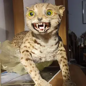 can-someone-identify-this-poorly-taxidermied-cat-v0-10et8ag3qmgc1.webp