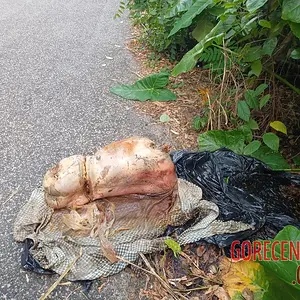 Dismembered-woman-found-dumped-by-roadside-4.webp