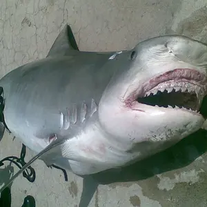 Shark 004.webp