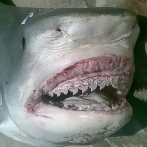 Shark 007.webp