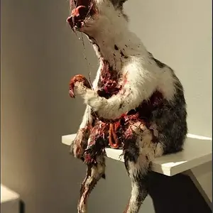 Gore-cat-taxidermy.webp