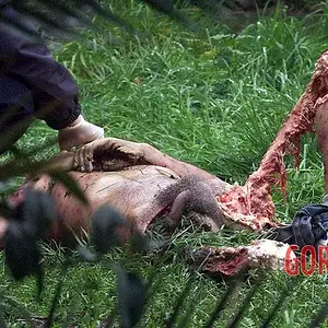 MIX-People-killed-by-bear-3.webp