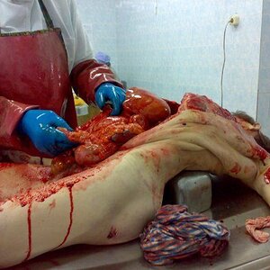 autopsy (5).jpg