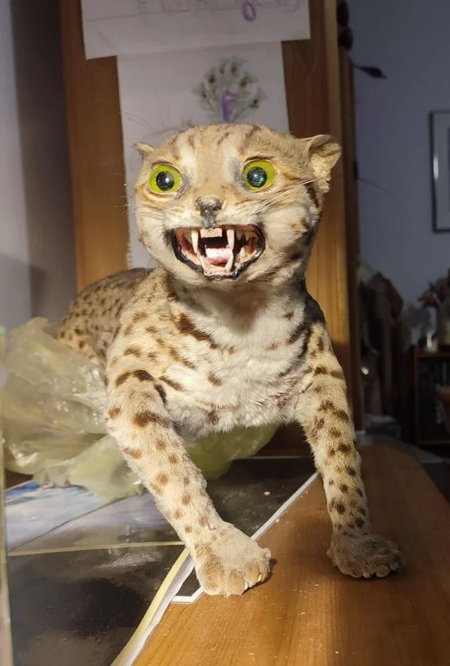 can-someone-identify-this-poorly-taxidermied-cat-v0-10et8ag3qmgc1.webp