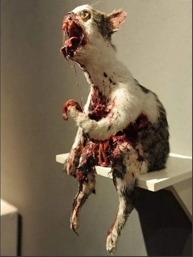 Gore-cat-taxidermy.webp