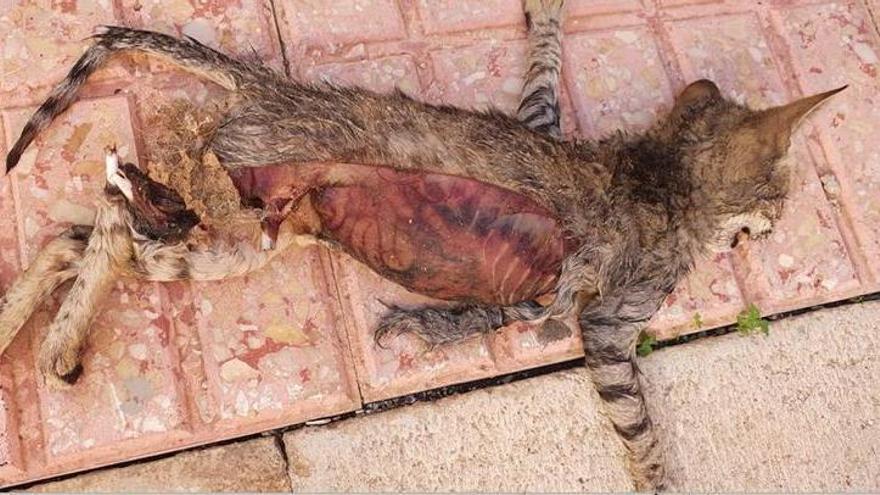 Aparece un gato muerto y con signos de maltrato en una colonia felina de  Favara - Levante-EMV